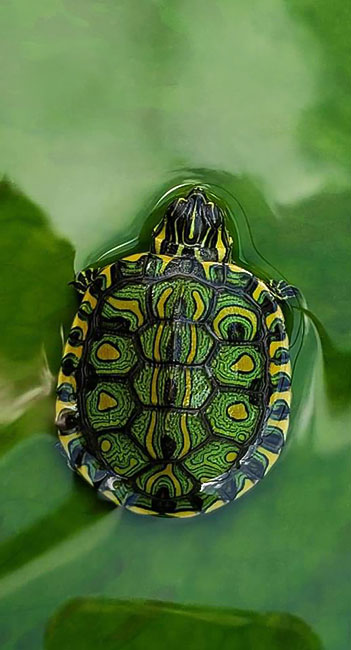 'Nitrox Turtle' - Photo © 2021 Lisa Edwards. D'Orbigny's Slider Turtle (Trachemys dorbigni)